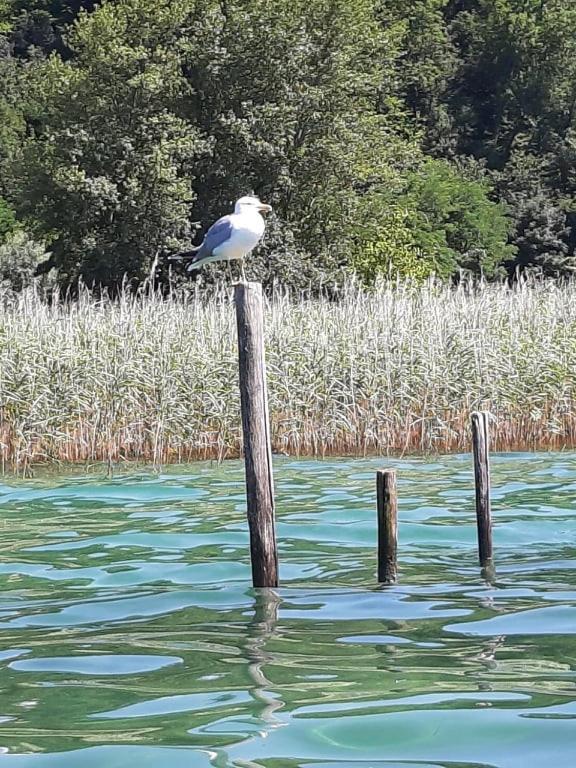 Le Lamartine, vue magnifique face au Lac du Bourget Aix-les-Bains Extérieur photo